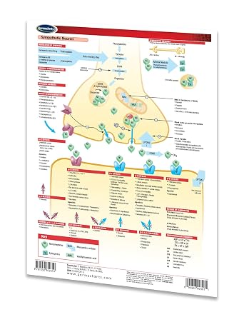 Neuroeffector Junctions Guide - Medical Quick Reference Guide by Permacharts
