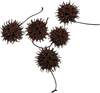 Sweet Gum Tree Seed Pods – All Natural Bioactive Ball Accessories for Isopods, Reptiles, Amphibians, and Shrimp (Pack of 5) 2 OZ
