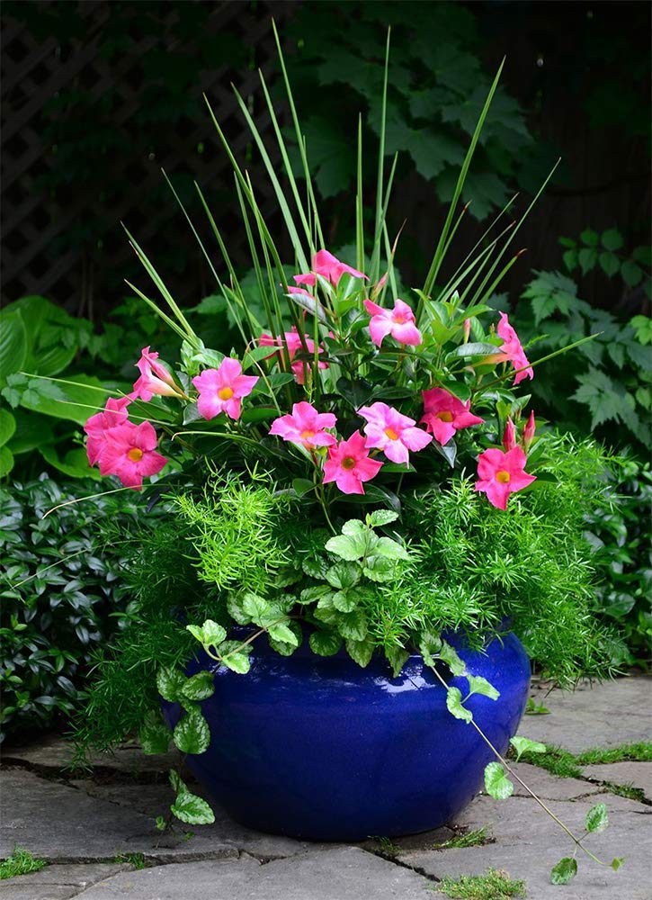 Amazon.com : American Plant Exchange Dipladenia Mandevilla Live