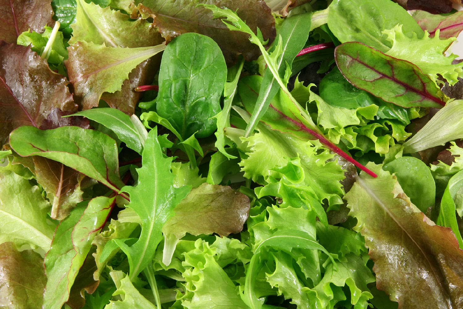 Viridis Hortus - Lettuce BabyLeaf Mesclun Mix - 7,500 (7.39g's) - A Blend of Salad Leaf Mix Lettuce Seeds