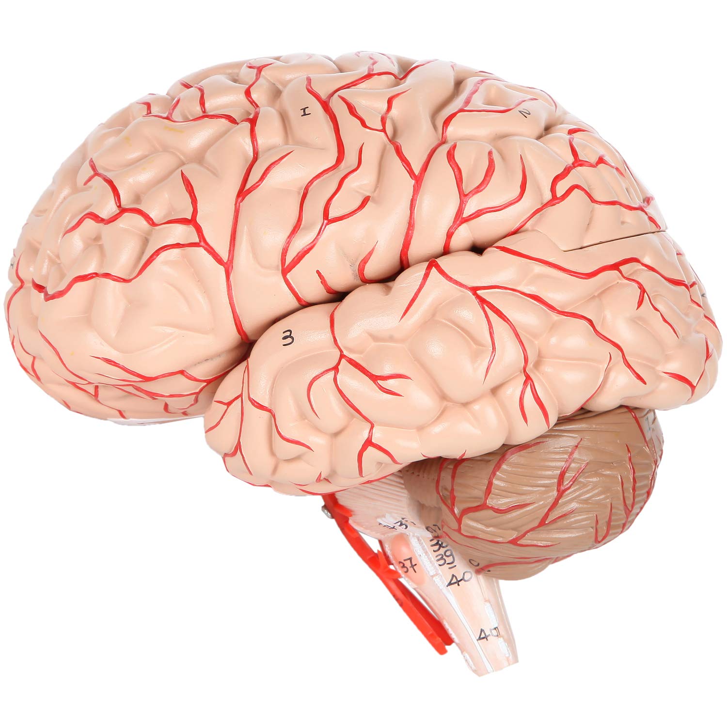 Lowest Price Axis Scientific Deluxe 8-Part Human Brain Model with Arteries | Shows Major Lobes and 41 Anatomical Features of the Human Brain | Includes Base and Detailed Full Color Product Manual | 3 Year Warranty