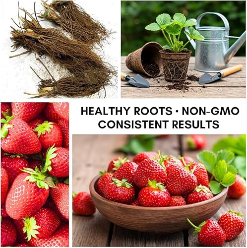 Miniatura 8 de Albion Everbearing - Fruta muy firme, dulce y de alto rendimiento (5 plantas) no se puede enviar a California