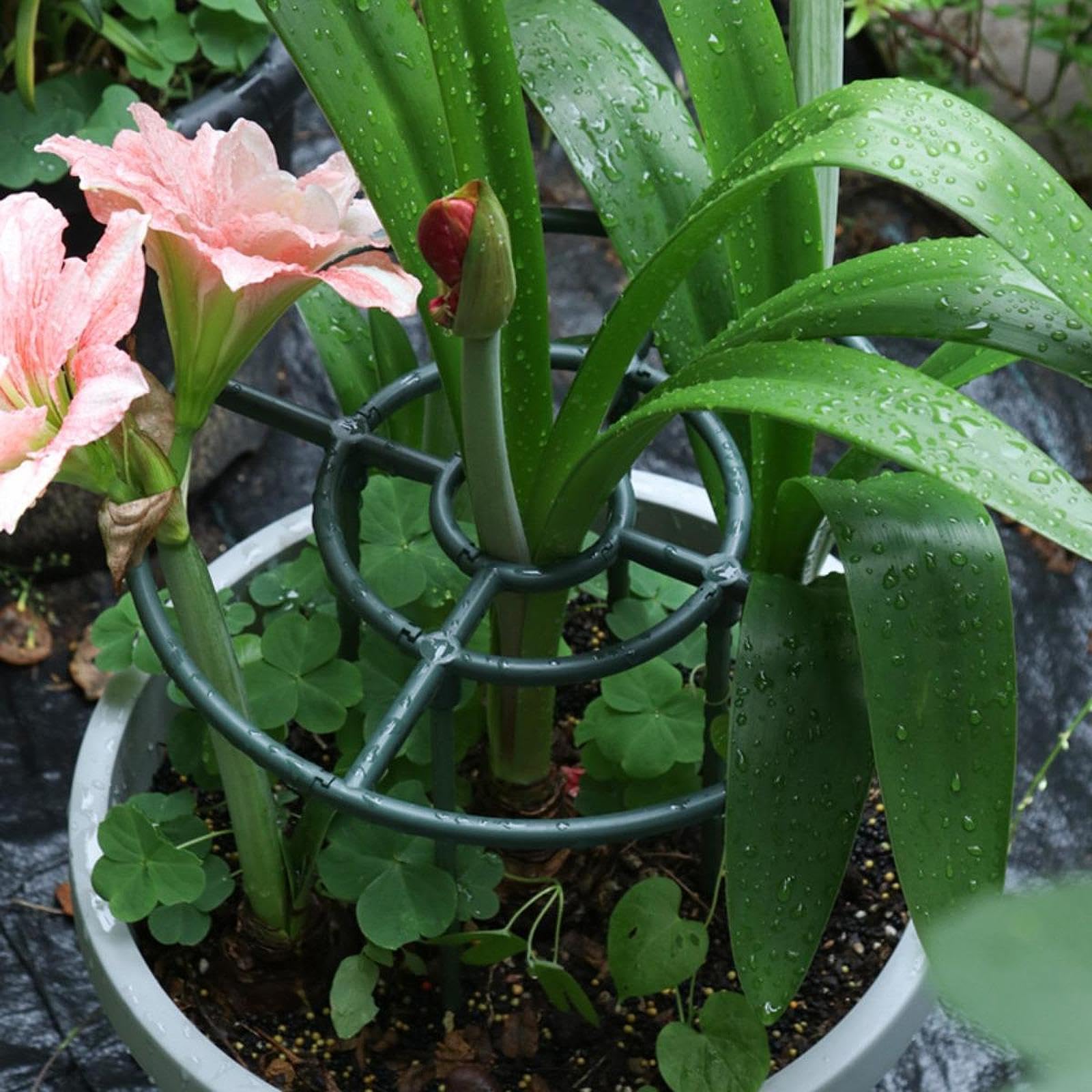 2 Pezzi Trellis Piante Rampicanti Supporto Arrampicata Struttura Durevole Metallo PP per Viti Orto Balcone Casa Patio Terrazzo Interno Es, 30cm X 40cm