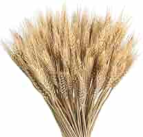 Spighe Di Grano Essiccate 100 Pezzi | 40 Cm Per Bouquet E Decorazioni | Colore Naturale - Foto 9