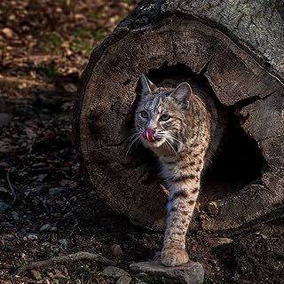 ArtDirect USA-New Jersey-Lakota Wolf Preserve. Bobcat emerges from hollow log. Unframed Art Print Giclee Poster by Jaynes Gallery - Customization Sizes 8x8, 11x11, 16x16, 24x24, 36x36, 48x48 Inches
