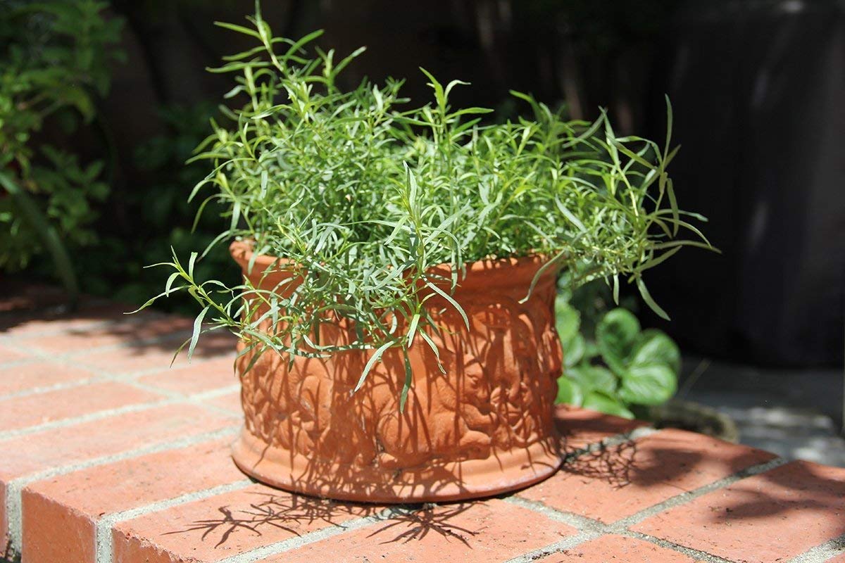 Potseed ® Herb Seeds Garden - French Tarragon Aromatic Herb Kitchen Garden Pack by