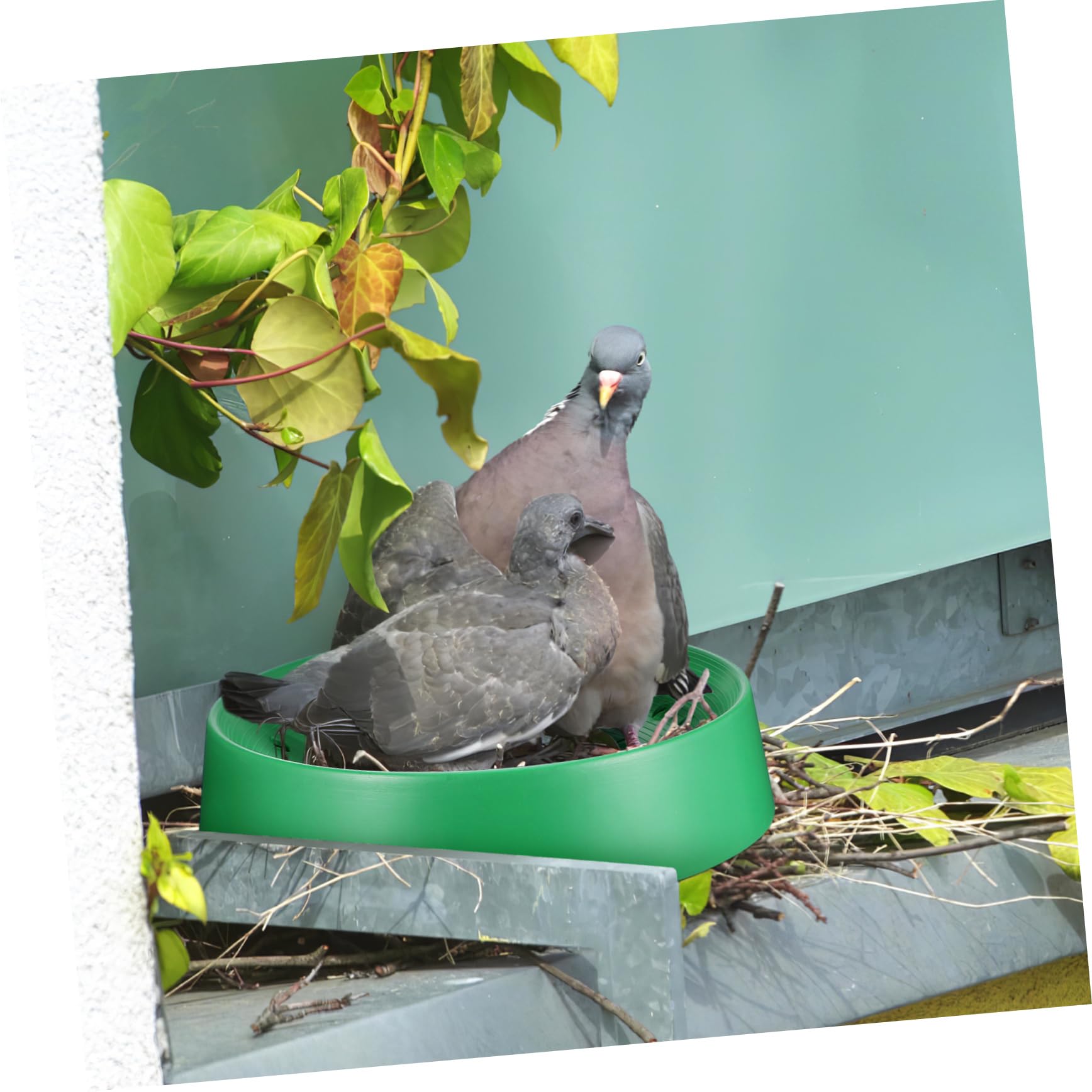 Cabilock 10pezzi Nidi per Piccioni Basini per Uova di Uccelli Letto per Animali Domestici Accessori per Allevamento di Pappagalli e Piccioni per Casa e Fattoria
