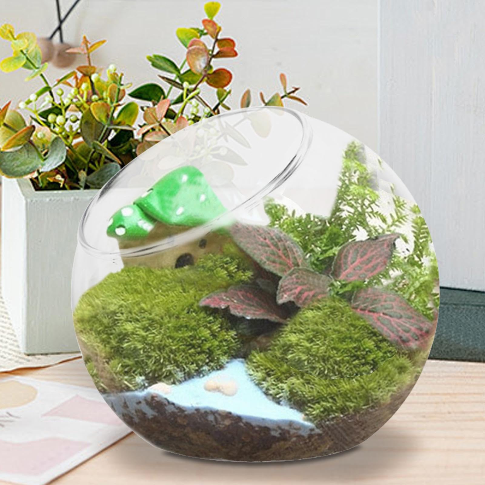 Terrario de Planta de Vidrio - Jarrón de contenedores de Vidrio con diseño Moderno, jarrón de Conchas de Pescado para la decoración de la Mesa | Soporte de Plantas de Aire para Mini Paisaje, j