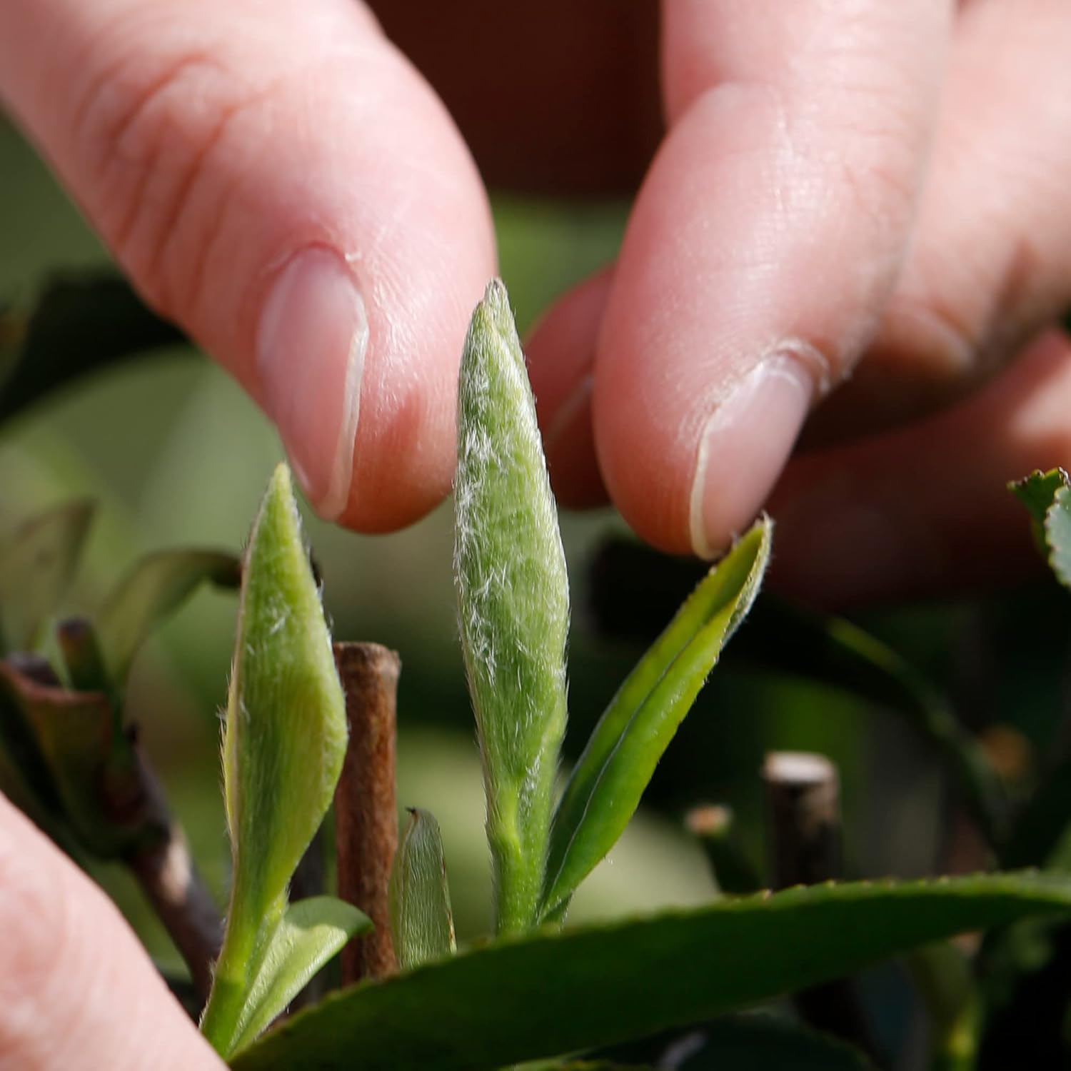 Taimei Teatime Silver Needle White Tea Loose Leaf, Organically Grown Chinese Fuding Premium Loose White Tea Leaves - Bai Hao Yin Zhen Tea, Low Caffeine, High Antioxidant, in Tin