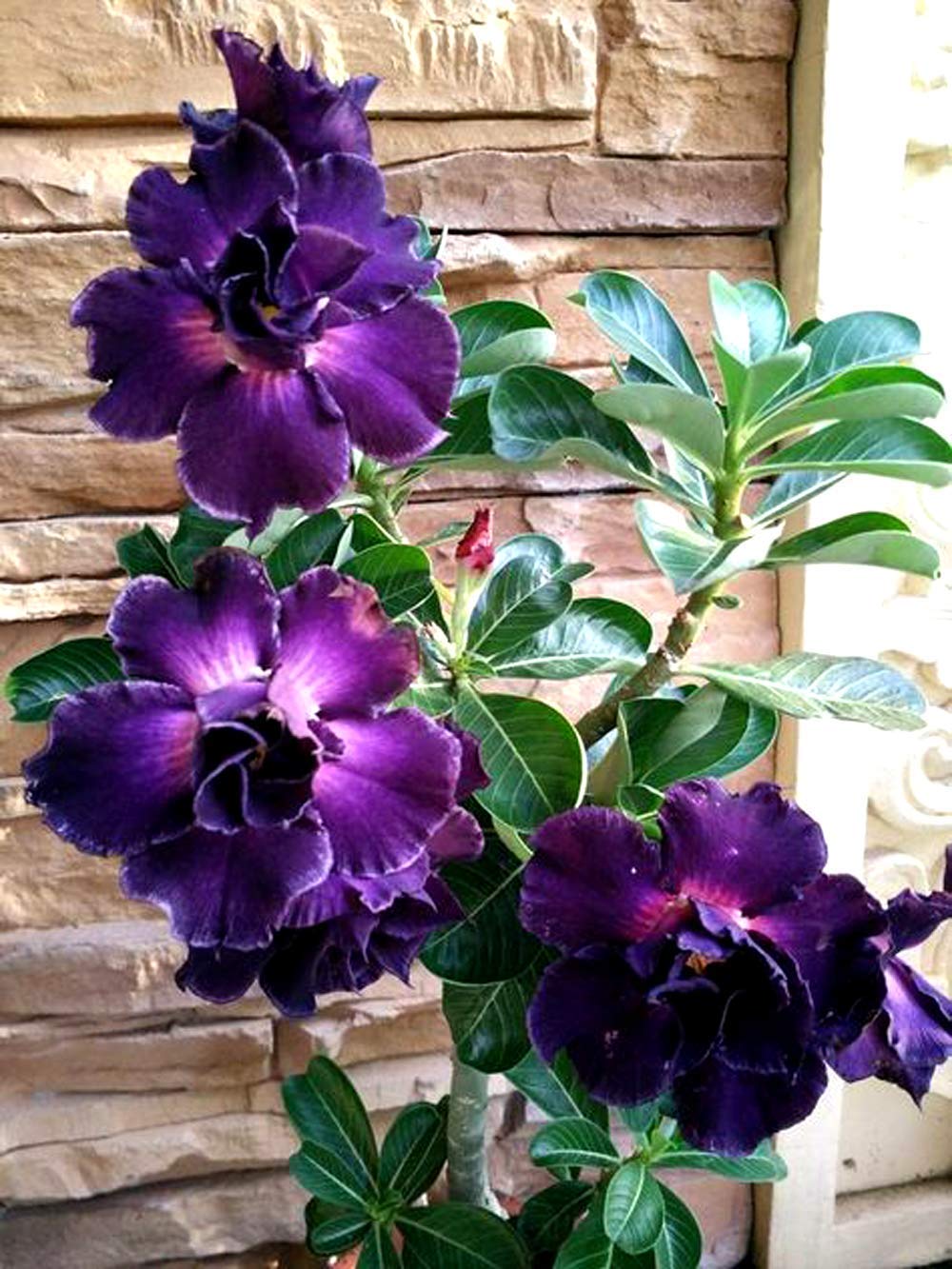 Duomus Rosy Adenium/Desert Rose Grafted1 Healthy Live Plant With Pot(SIAM BLUE SUCCESS) (B0CMNZ6Y9M) Amazon Price History, Amazon Price Tracker