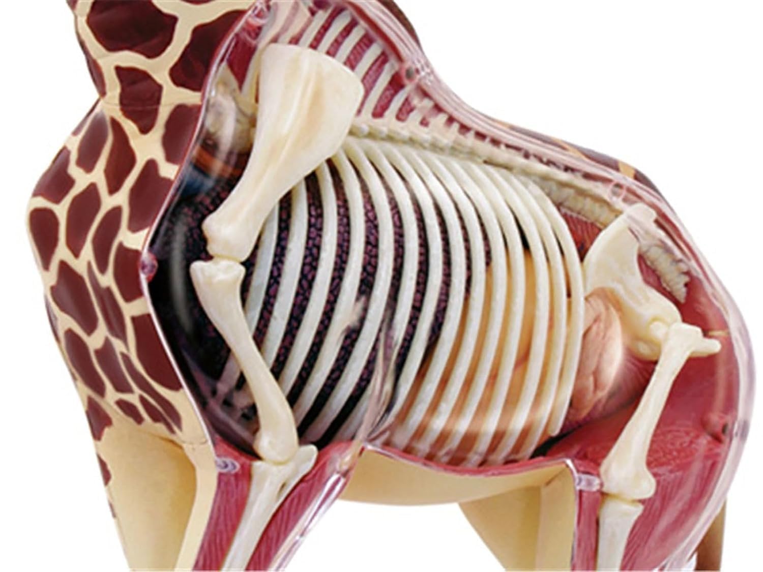 Model anatomiczny żyrafy, model szkieletu narządów żyrafy Półprzezroczysta symulacja z całkowicie odłączanymi 27 organami i częściami ciała, do badania anatomii ciała narządów Model