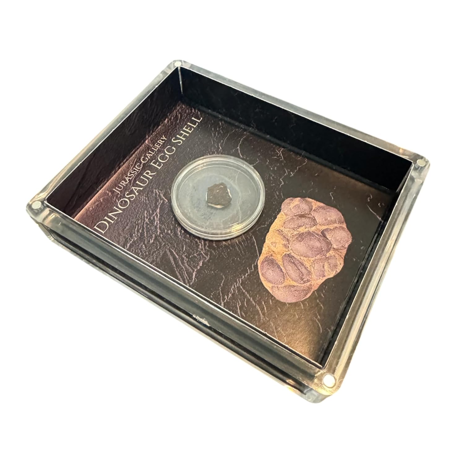 Authentic Dinosaur Egg Shell Fossil Gift Box - 65 Million Year Old Cretaceous Specimen in Lucite Case, Teton County, USA