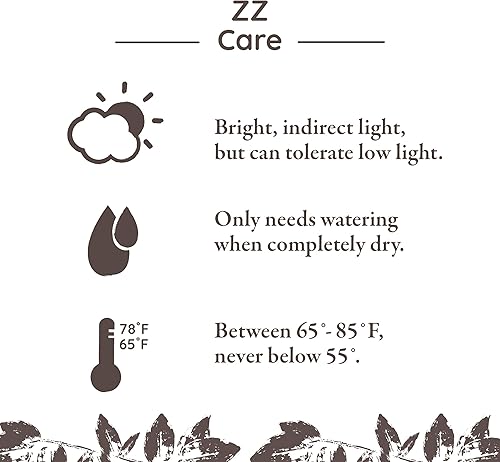 Miniatura 4 de Green Circle Growers Planta ZZ de 5" en maceta de yute crema, plantas de interior vivas, planta de interior