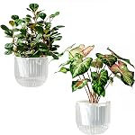Pots auto-abreuvants pour pots de fleurs intérieurs, 4.3 1 cm 2 Pack Planters Pots de plantes à l'intérieur avec drainage pour les plantes domestiques, sucentes, violettes africaines et cactus