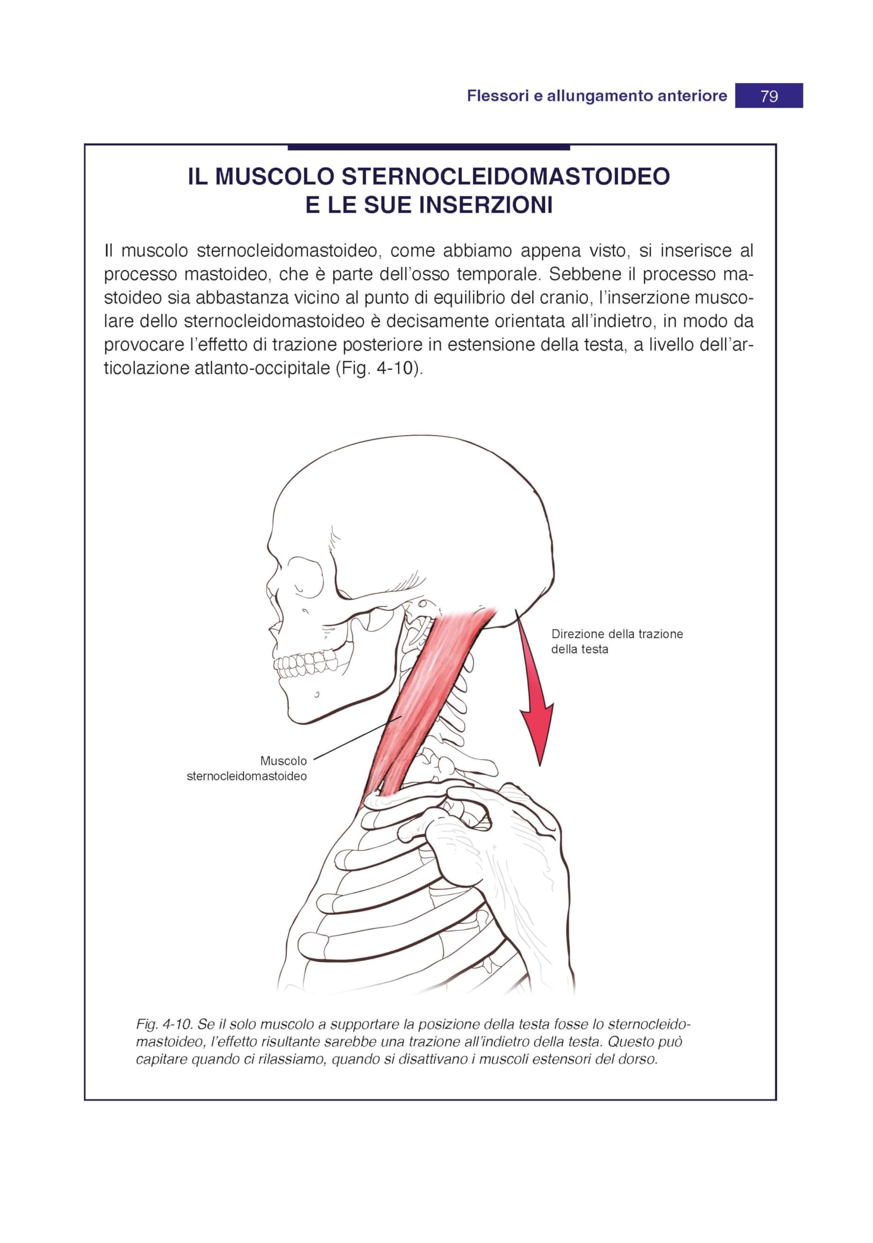 Anatomia in azione. La dinamica del sistema muscolare che crea e sostiene il corpo in movimento