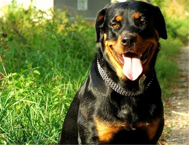 Foto 6 de 6 de JWPC Collar de Doble eslabón de Metal para Perros medianos y Grandes, para Paseo y adiestramiento (2.5mm*55cm)