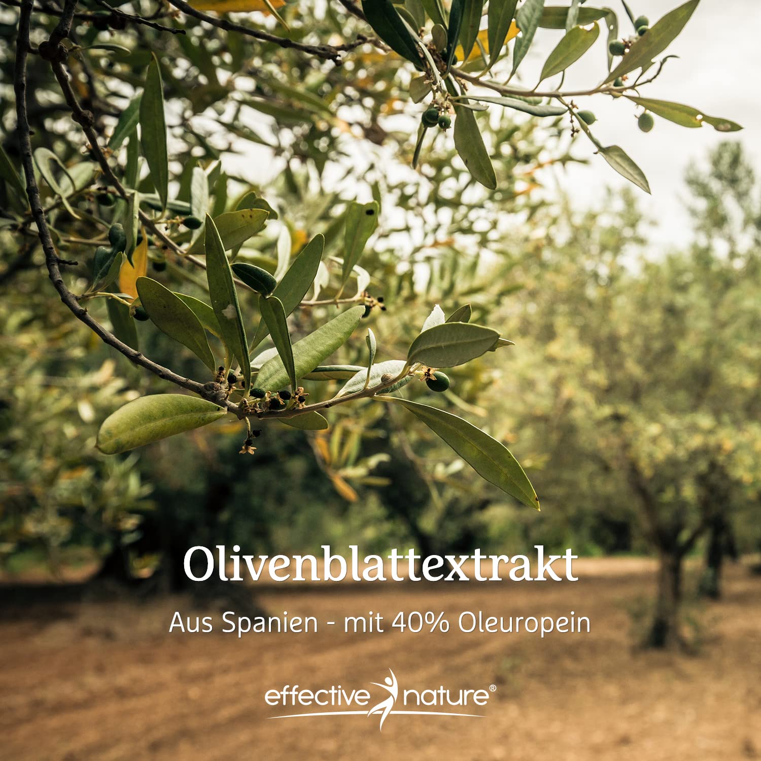 Olivenblattextrakt Kapseln hochdosiert - 120 Kapseln mit 750 mg pro Tag - Olivenblatt Extrakt mit 300 mg Oleuropein - Reicht für 2 Monate - Vegan