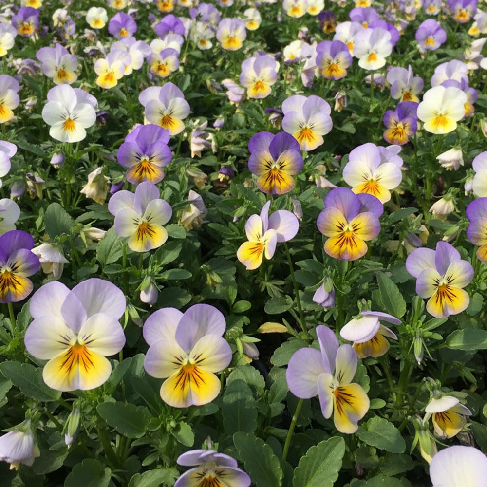 Pansy Cool Summer Breeze Seeds β Cool Shades for Long Lasting Displays β Hardy Perennial β for Your Beautiful Garden