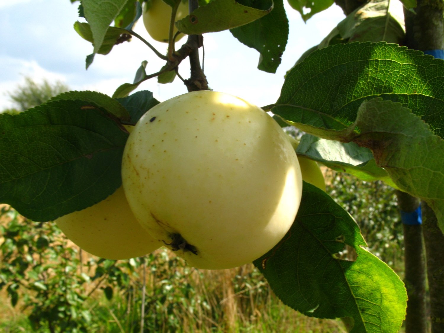 Apfelbaum Malus domestica Weißer Klarapfel 130-150 cm Topf winterhart