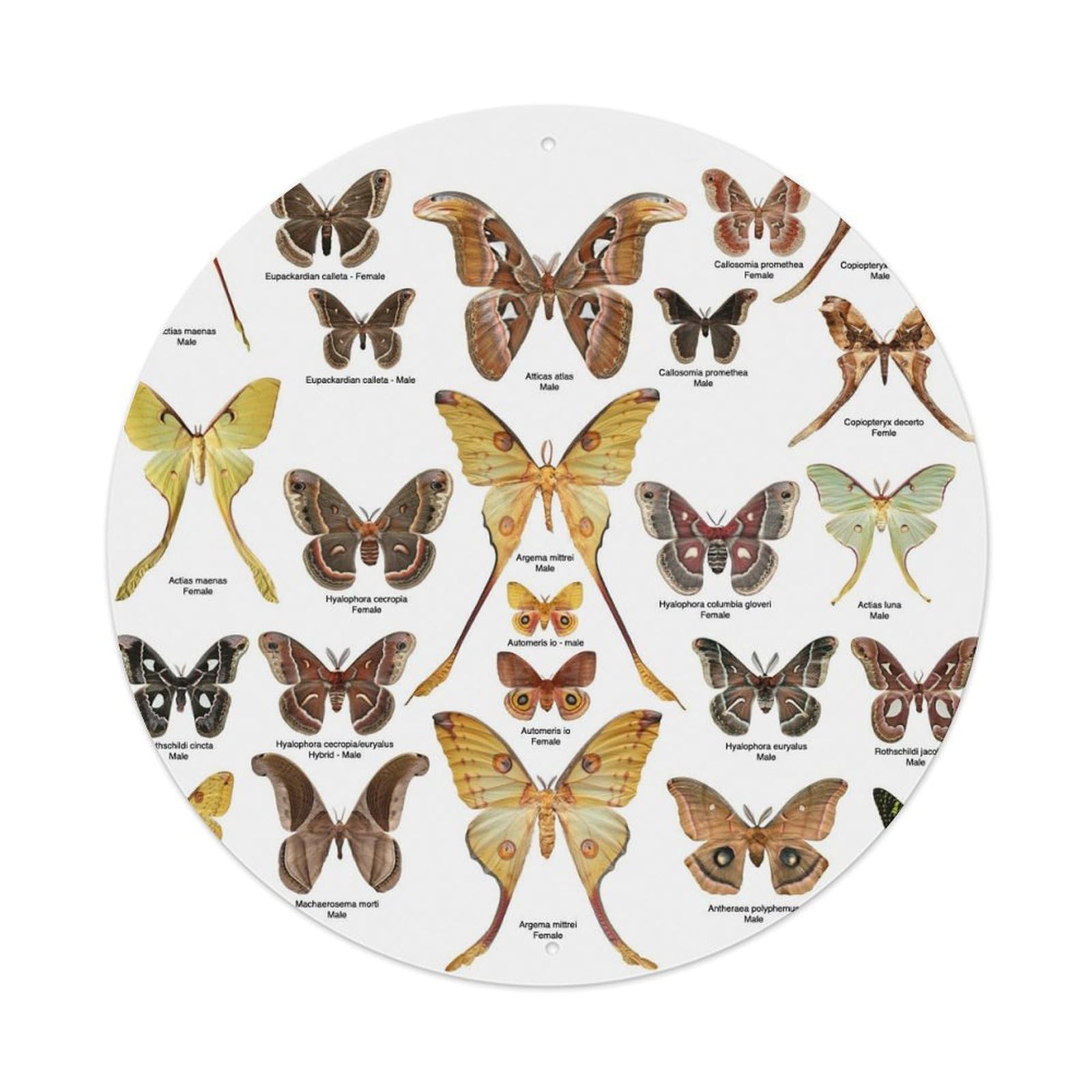 Insect Moth Collection Vintage Metal Tin Sign Plaque Wall Decor for Cafe, Club Bar, Office, Garden Metal Poster 8x8Inch