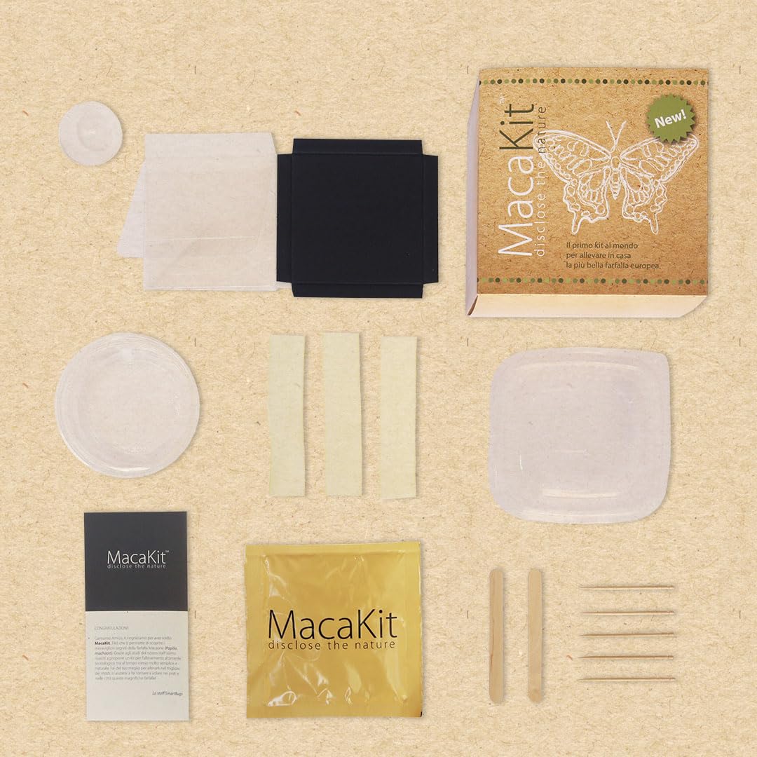 MacaKit, Il Kit per Allevare in Casa Le Farfalle Macaone - Esperimento educativo, Kit educativi scientifici per Bambini, Idee Regalo Bambino Bambina (KIT CON BRUCHI)