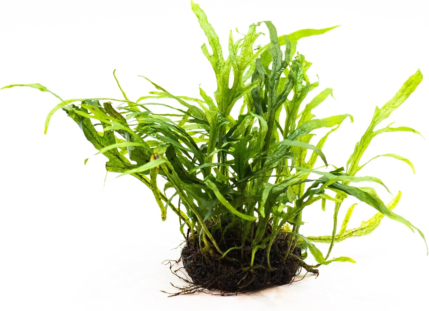 Java Fern Live Aquarium Plants – Windelov, Narrow Leaf & More– Easy Aquascaping Plants for Freshwater Tanks, Low Light, No CO₂ (Java Fern Trident on Nutripad)