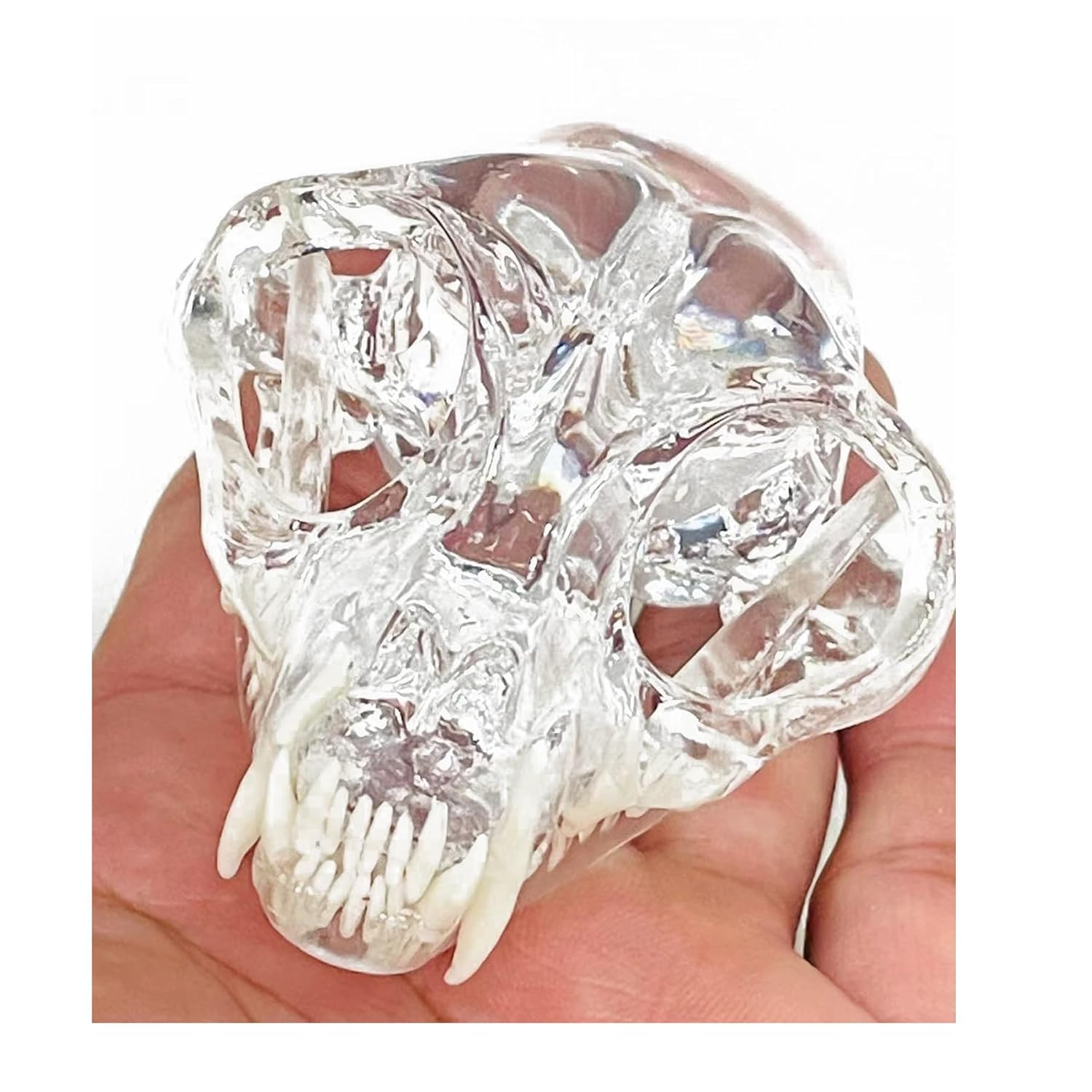 Transparent Canine Dog Cat Rabbit Teeth Skull Anatomical Model Dental Animals Oral Tooth Jaw For Veterinary Office Teaching Decoration Demonstrate (Cat Skull)