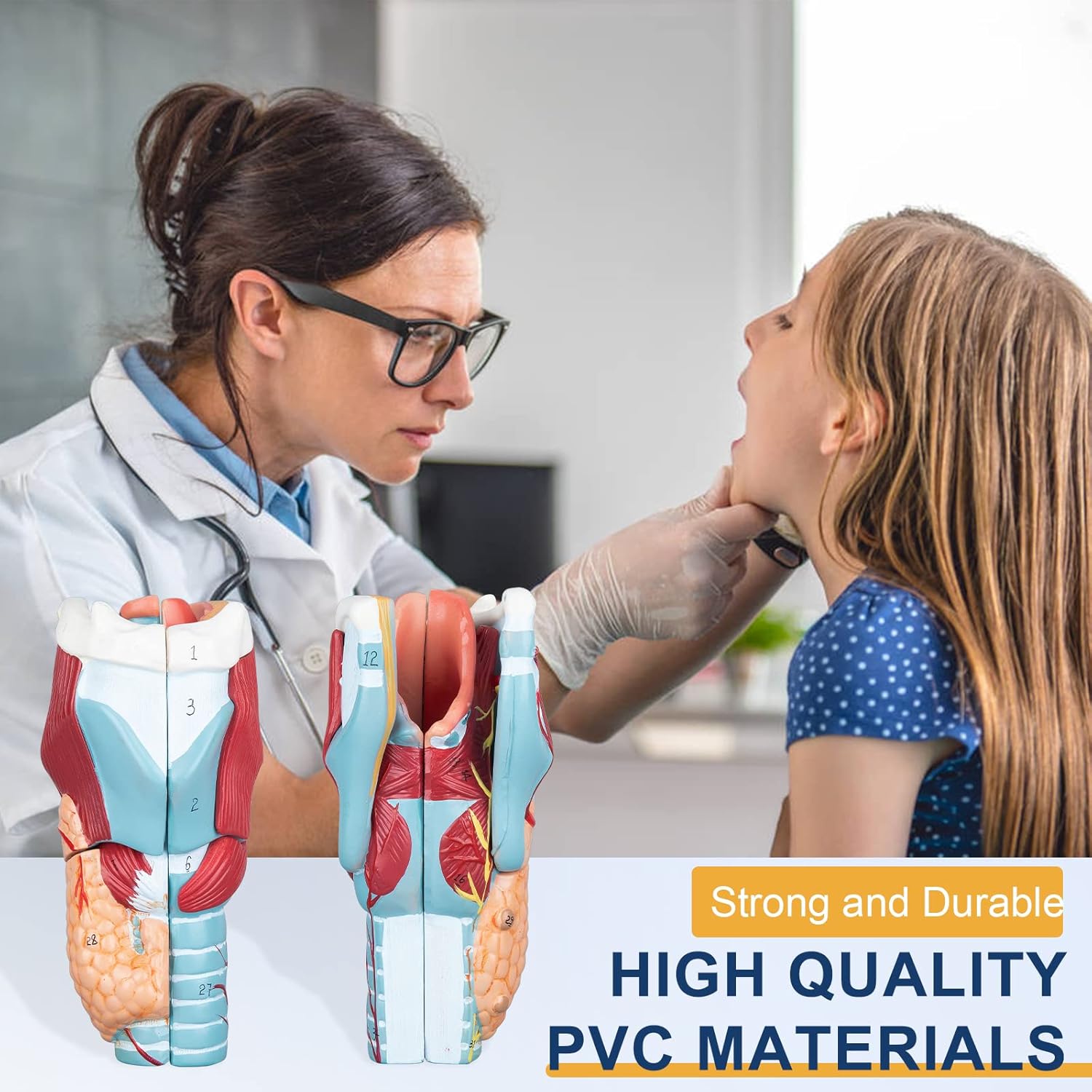 Healthible Human Larynx Model - 2X Anatomically Detachable Throat Model for Hospital Classroom