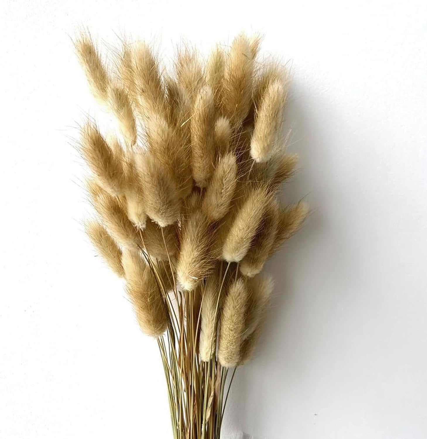 Xtore 60 Pcs Dried Phalaris Grass for Home & Office Decor (Pack of 60, Brown)