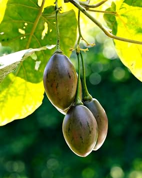 Tamarillo Seeds for Planting, 50+ Seeds, Solanum Betaceum Tree Tomato Seeds, Exotic Fruit Tree Seeds for Outdoor Garden, Patio Containers & Tropical Plants