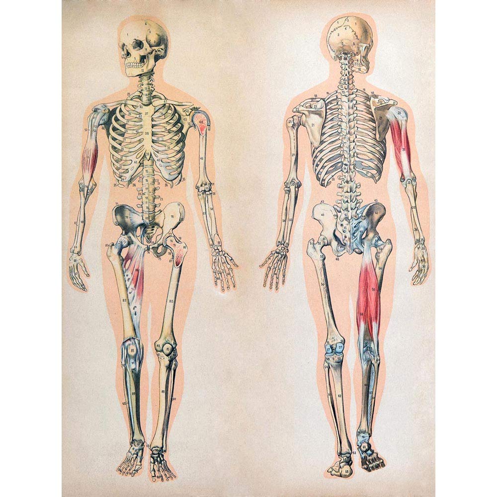 Wee Blue Coo Human Body Anatomy Skeleton Muscles Art Print Poster Wall Decor 12X16 Inch