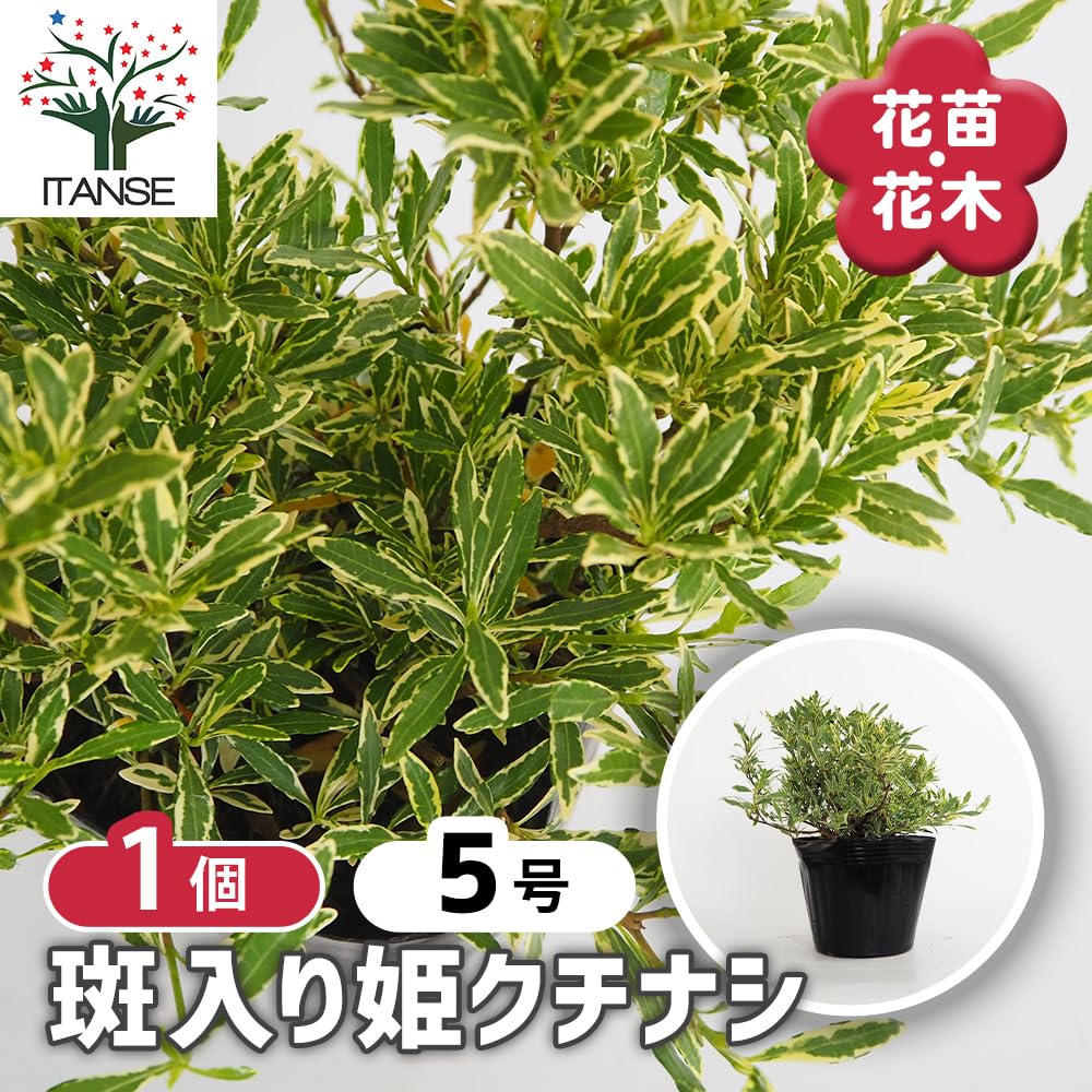 Amazon.co.jp: ITANSE 斑入り姫クチナシ 5号 1個売り 庭木