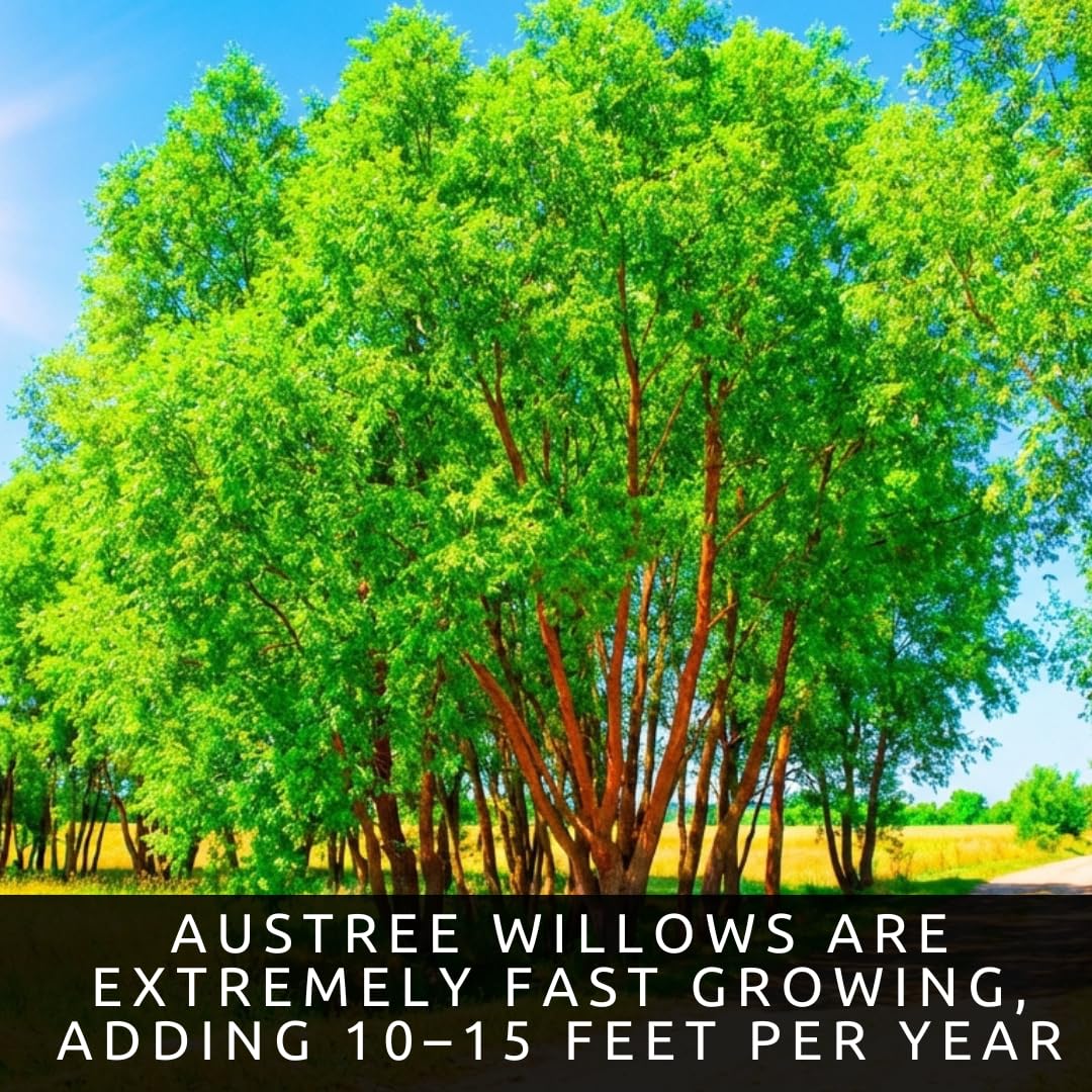 Amazon.com : 100 Austree Hybrid Willow Trees Live Plants – Fastest