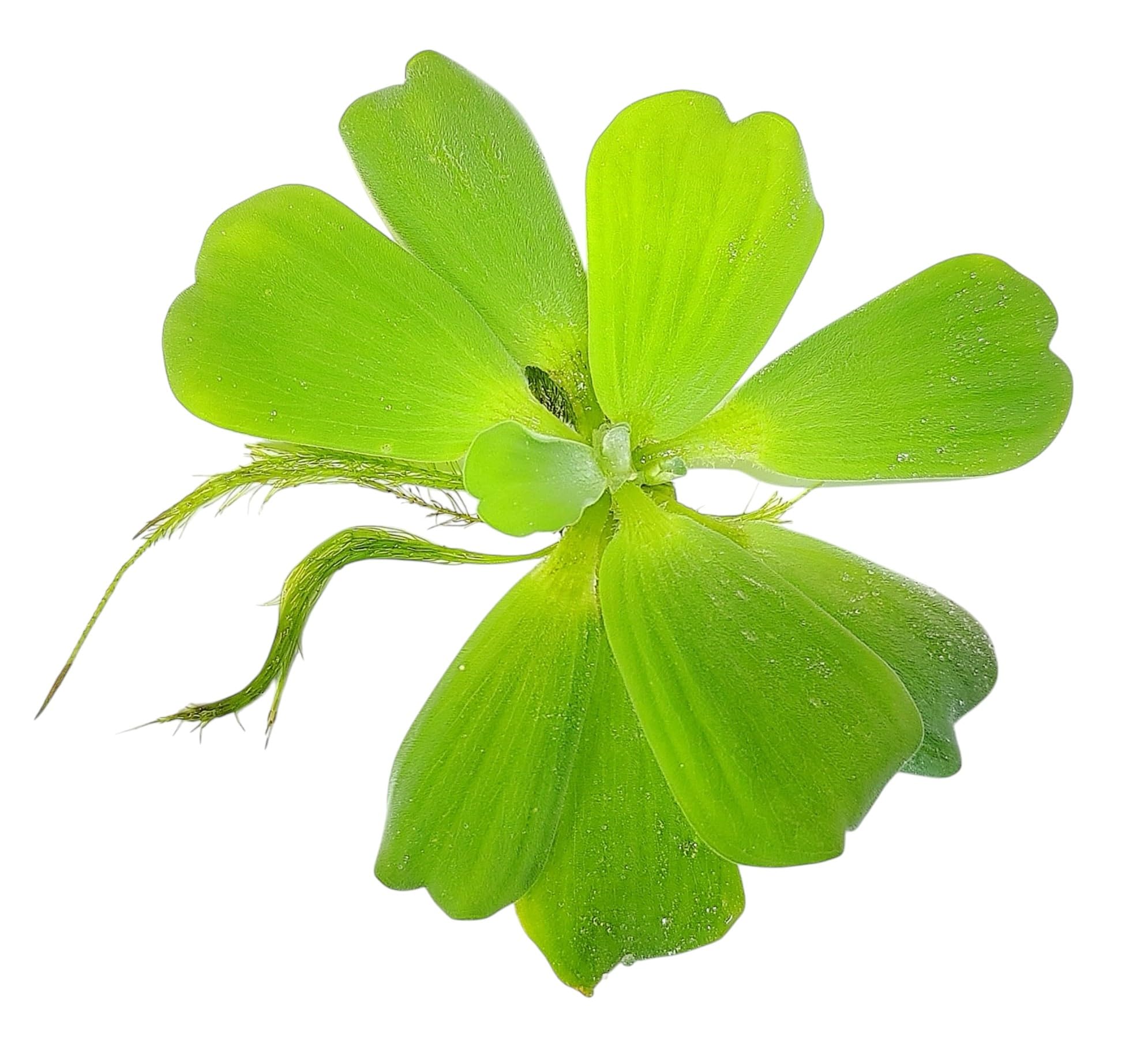 FLORATICA Live Aquarium Plant ¦ PISTIA STRATIOTES Water Lettuce ¦ x8 Easy Fast-Growing Algae Control Tropical Floating Pond Aquascaping Fish Tank Snail Free Free of Pesticides Shrimp Safe Oxygenating