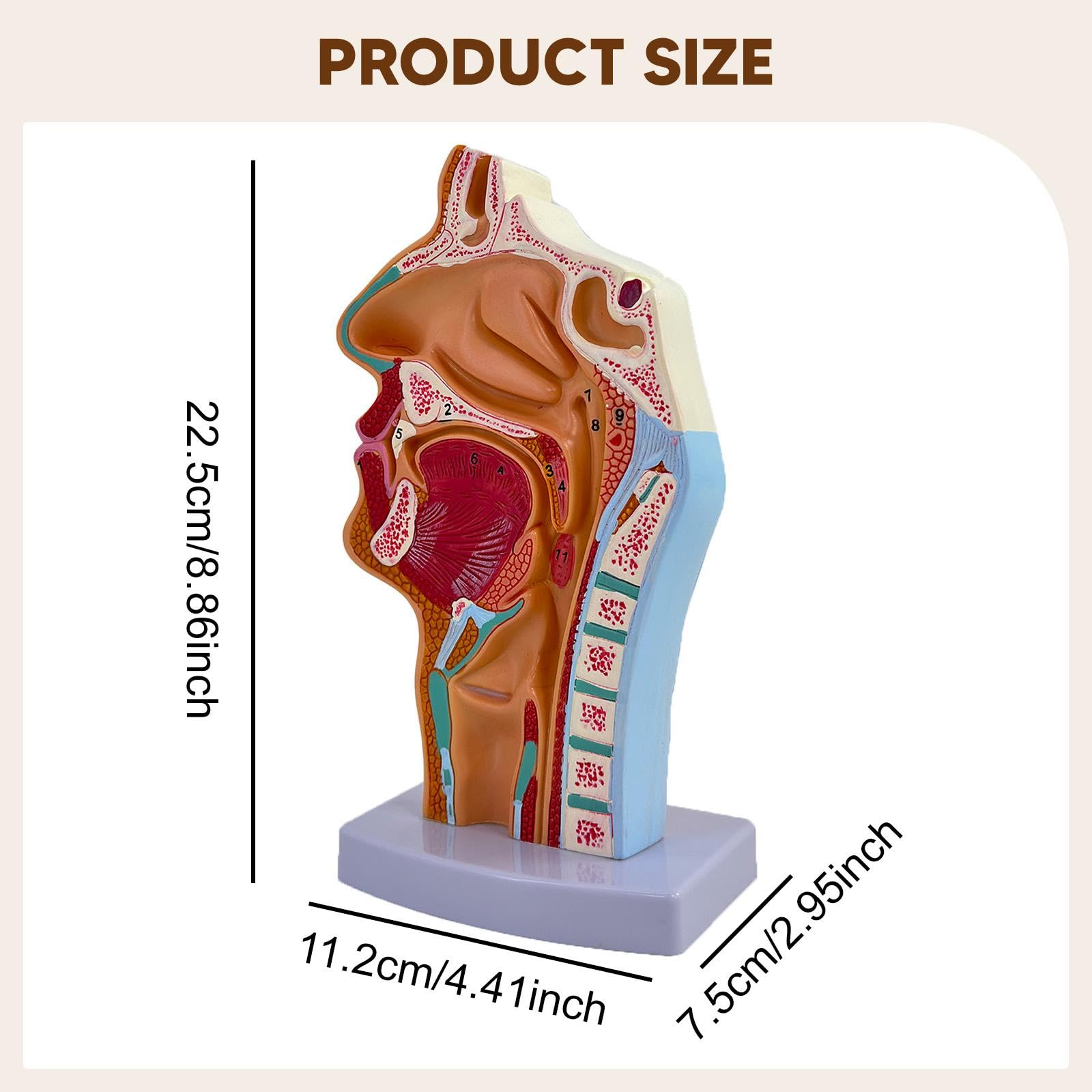Modelo de Cavidad Nasal, Oral Y Garganta. Accesorio Médico Práctico Y Profesional. Herramienta Educativa Anatómica para El Aprendizaje.