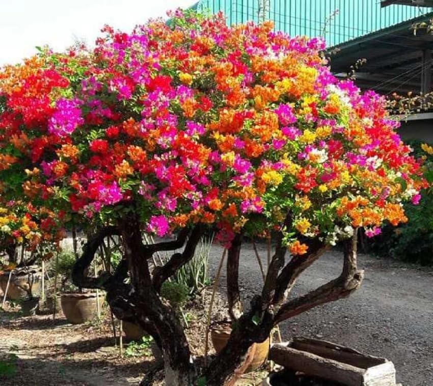 Bougainvillea dwarf hybrid live plant, live dwarf hybrid plant for Bougainvillea (Pack of 1 Not Grafted) (B0CP893KK8) Amazon Price History, Amazon Price Tracker