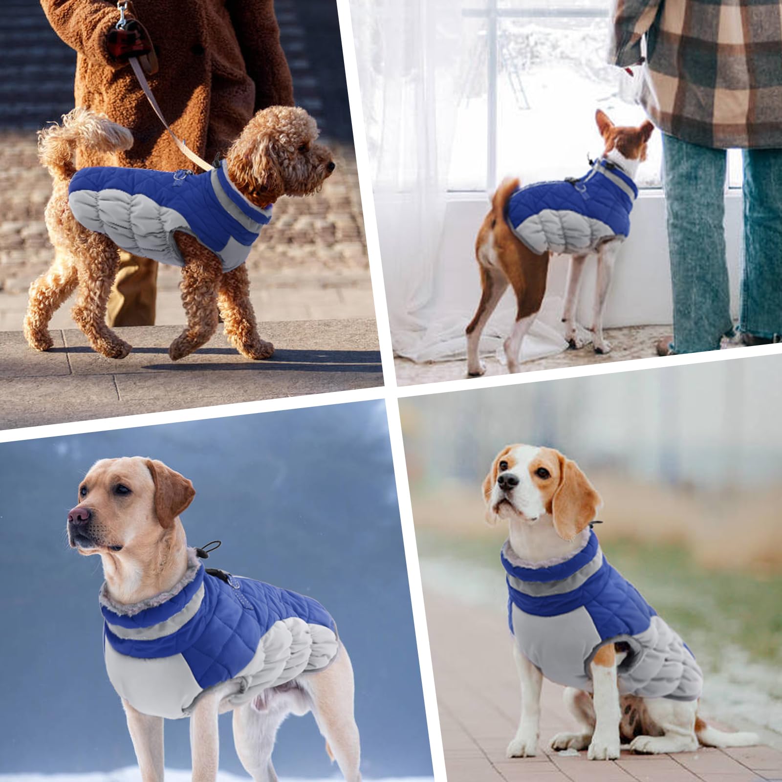 Piumino Cane XS, Cappotto per Bulldog Francese e Chihuahua, Blu