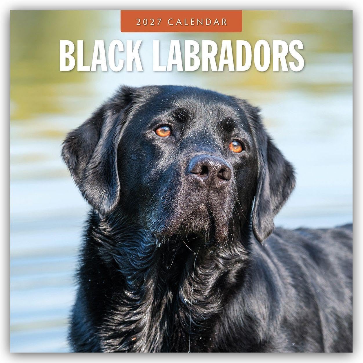 Black Labradors 2027 Square Wall Calendar: Original Red Robin Publishing Ltd-Kalender [Mehrsprachig] [Kalender]