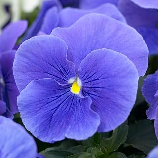 Viola True Blue | Colourful Flowering Garden Ready Bedding Plants 10 Pack