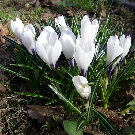Amazon 小さくて繊細な花 美しい家の植物 サフラン球根 自家土壌栽培植物 蝶やミツバチを魅了する花 魔法の装飾用植物 庭の植栽 10 球根 1 花 Amazon 小さくて繊細な花 美しい家の植物 サフラン球根 自家土壌栽培植物 蝶やミツバチを魅了する花 魔法の装飾用植物 庭の植栽 10 球根 1 花