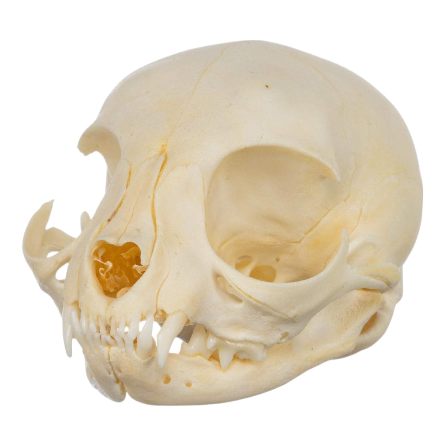 Real Domestic Cat Skull - Kitten A Quality
