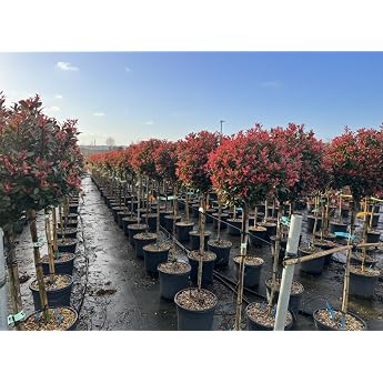 Photinia Fraseri Chico Loquat on Trunk - 150 cm - 20L - Hardy