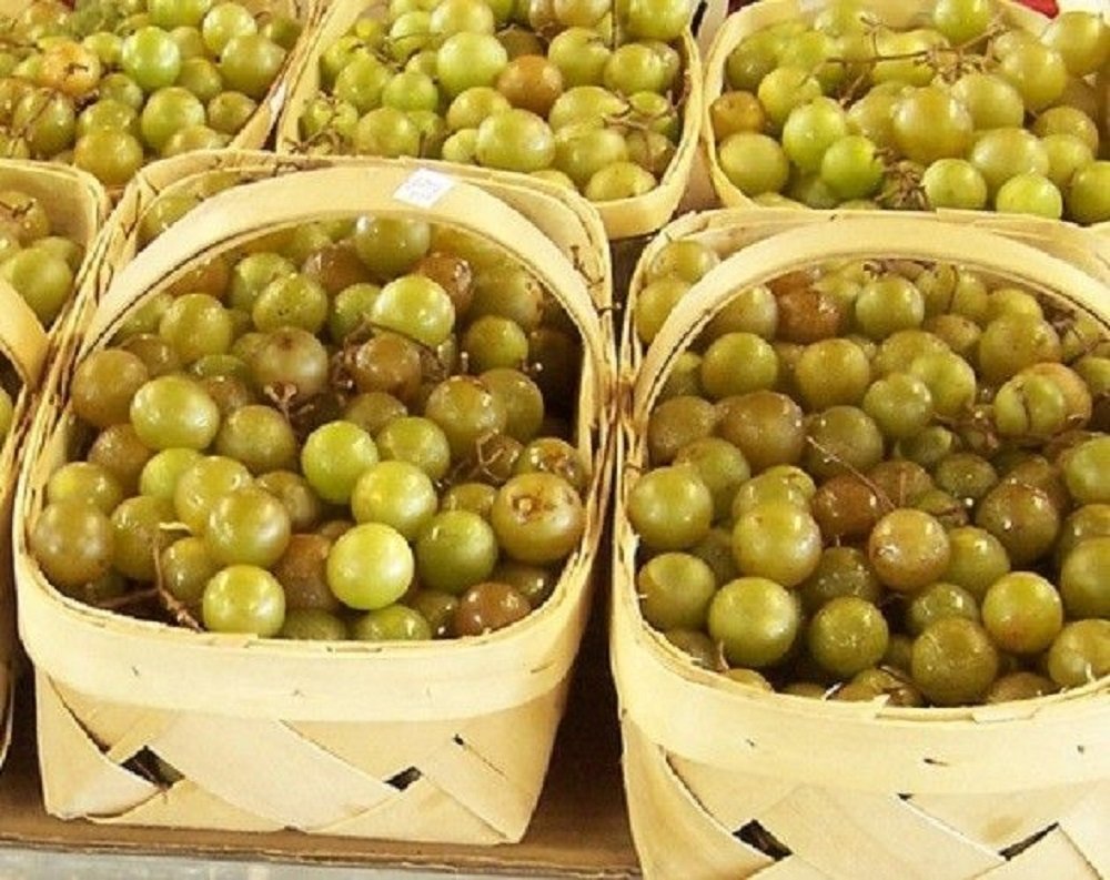 HEIRLOOM NON GMO Giant SCUPPERNONG White Muscadine 5 seeds