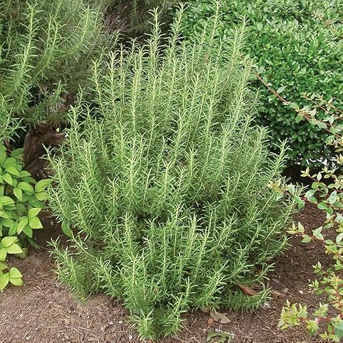 Miniatura 4 de Juego de 2 plantas de romero vivas, listas para crecer de 6 a 8 pulgadas, plantas de hierbas aromáticas resistentes para jardín al aire libre,