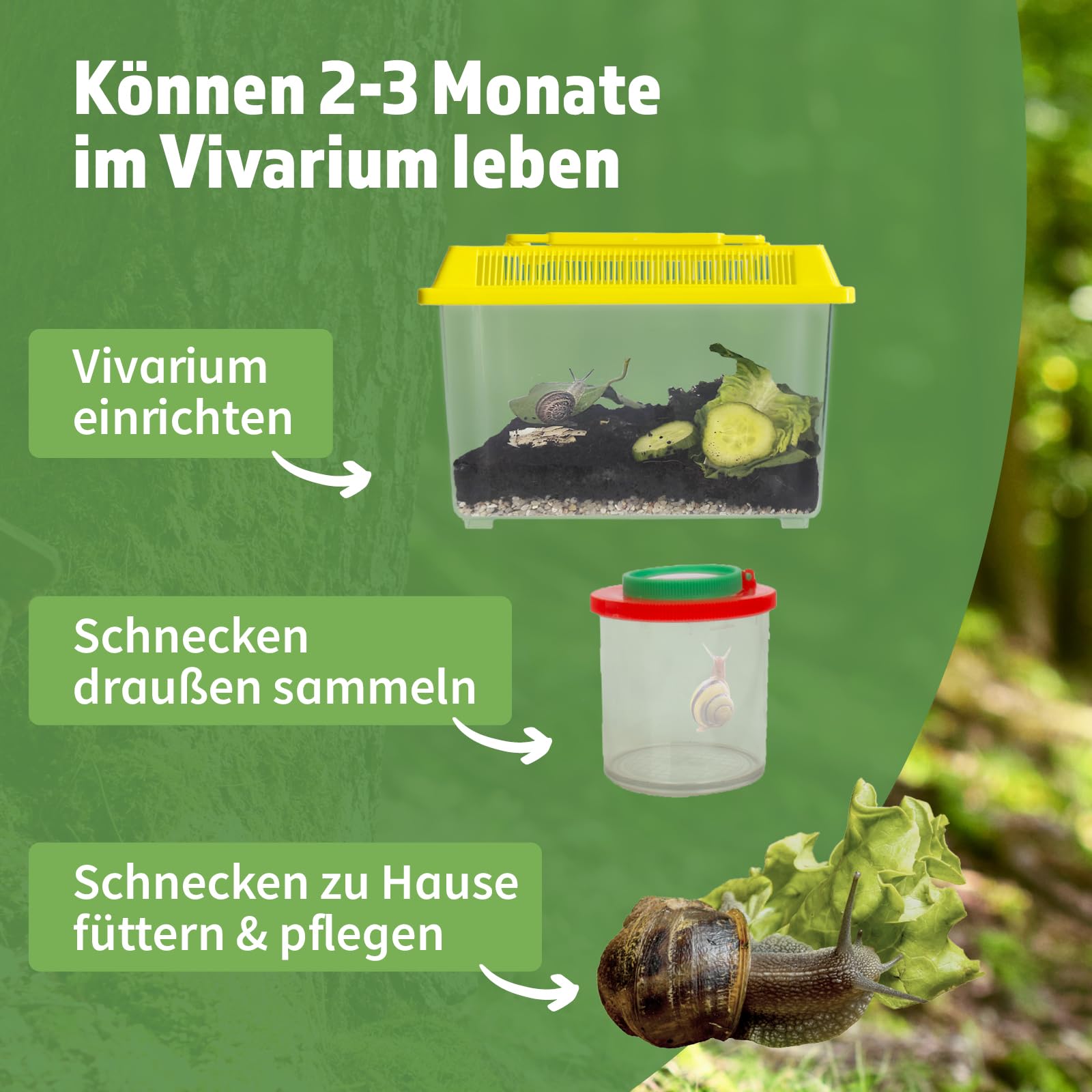Kit d'observation des escargots, 5 pièces.
