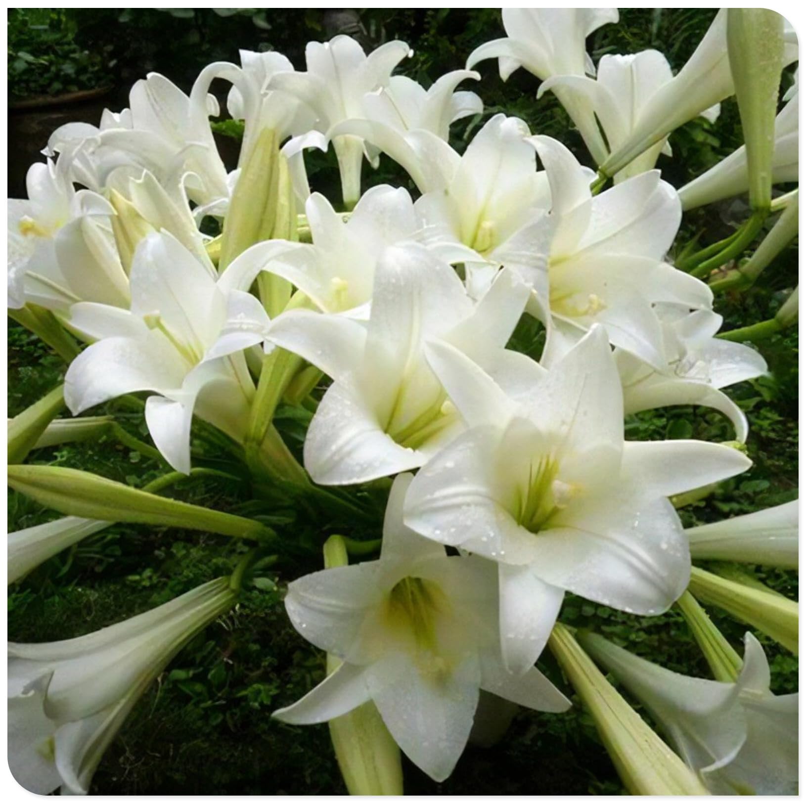 Lily Bulbs-Lily Bulbs for Planting Now UK-Strong Plants That Grow Well-Mix Golden Jade Carving Feels Perfect-6bulbs-F