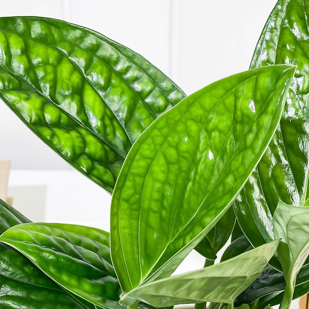 Amazon｜PLANCHU 観葉植物 モンステラ ジェイドシャトルコック 4号鉢