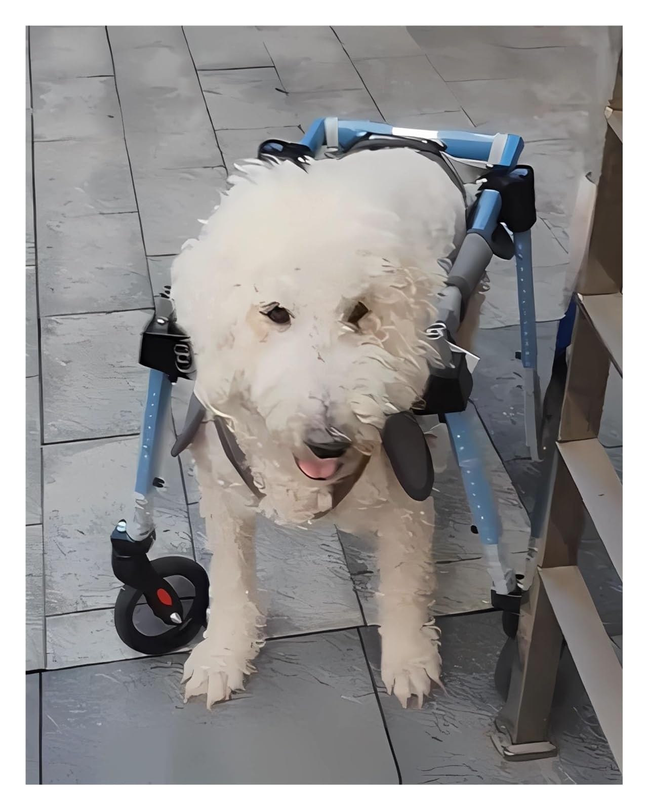 Fauteuil roulant réglable pour chien paralysé et animal de petite à grande taille