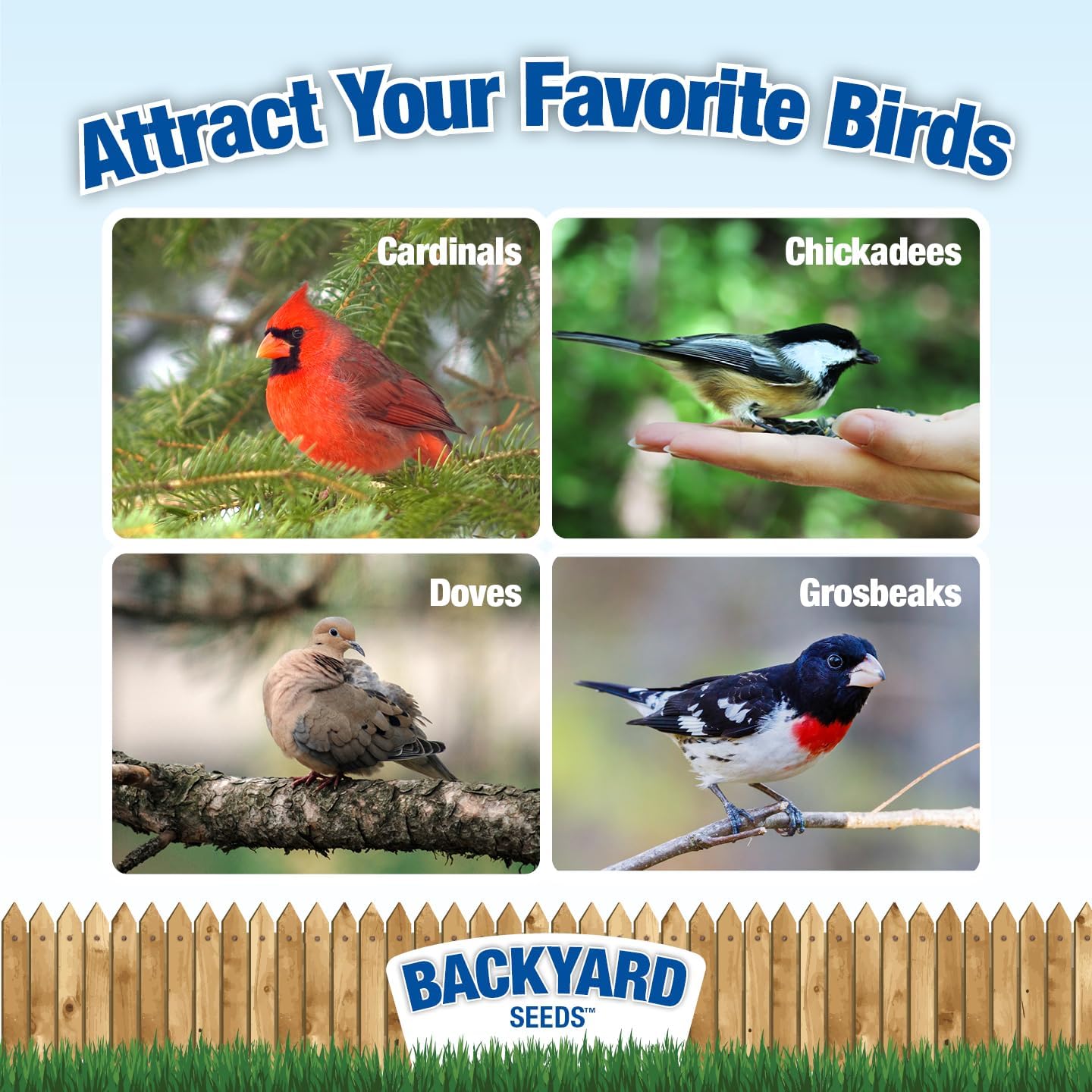 CountryMax Backyard Seeds Premium Bird Seed 20Lbs - Supreme Wild Bird Food Blend for Outside Feeders, Medium Bag of Wild Bird Food