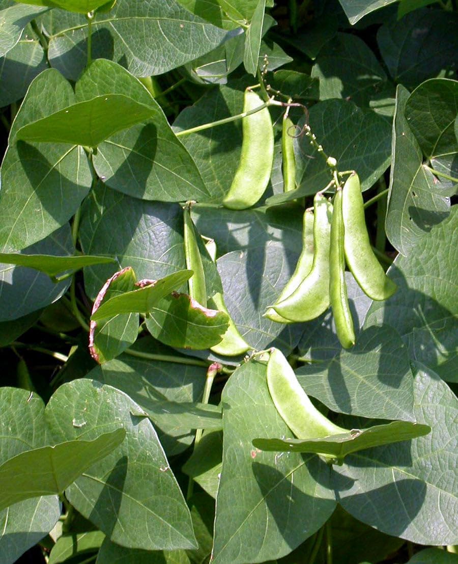 Vegetales